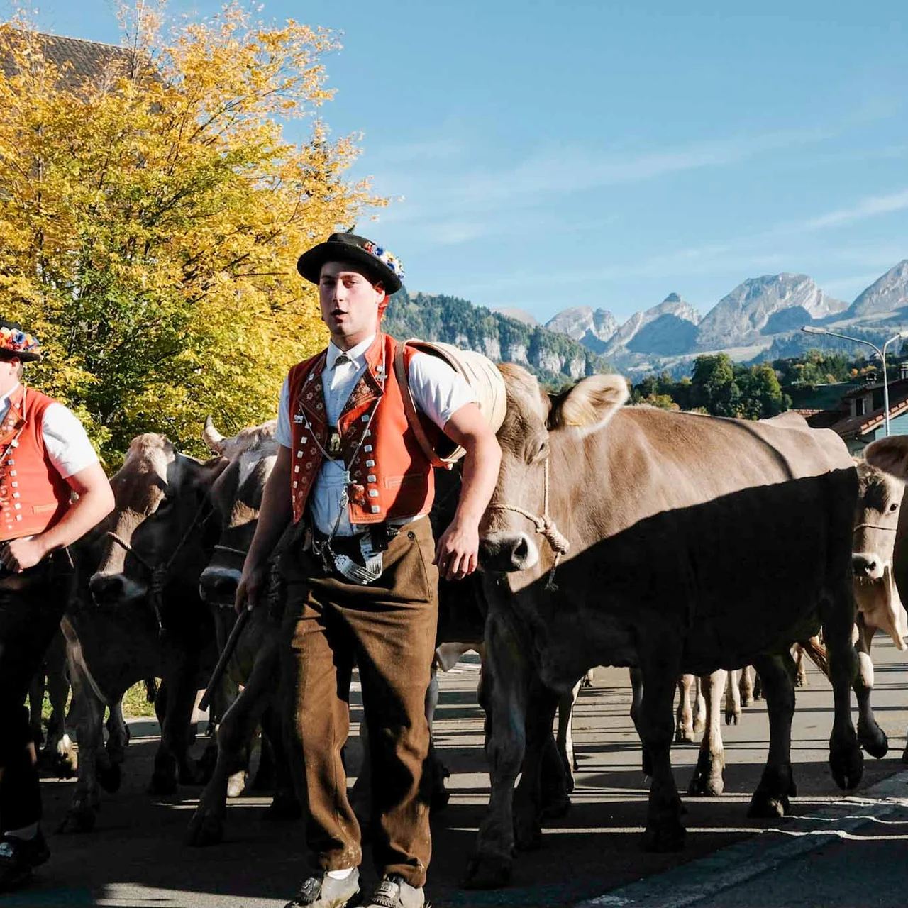 2022 Toggenburg Viehschau Archiv – Foto 12