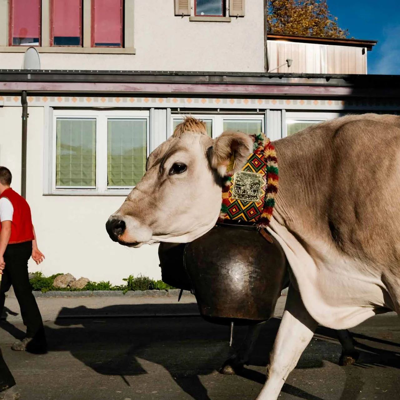 2022 Toggenburg Viehschau Archiv – Foto 21