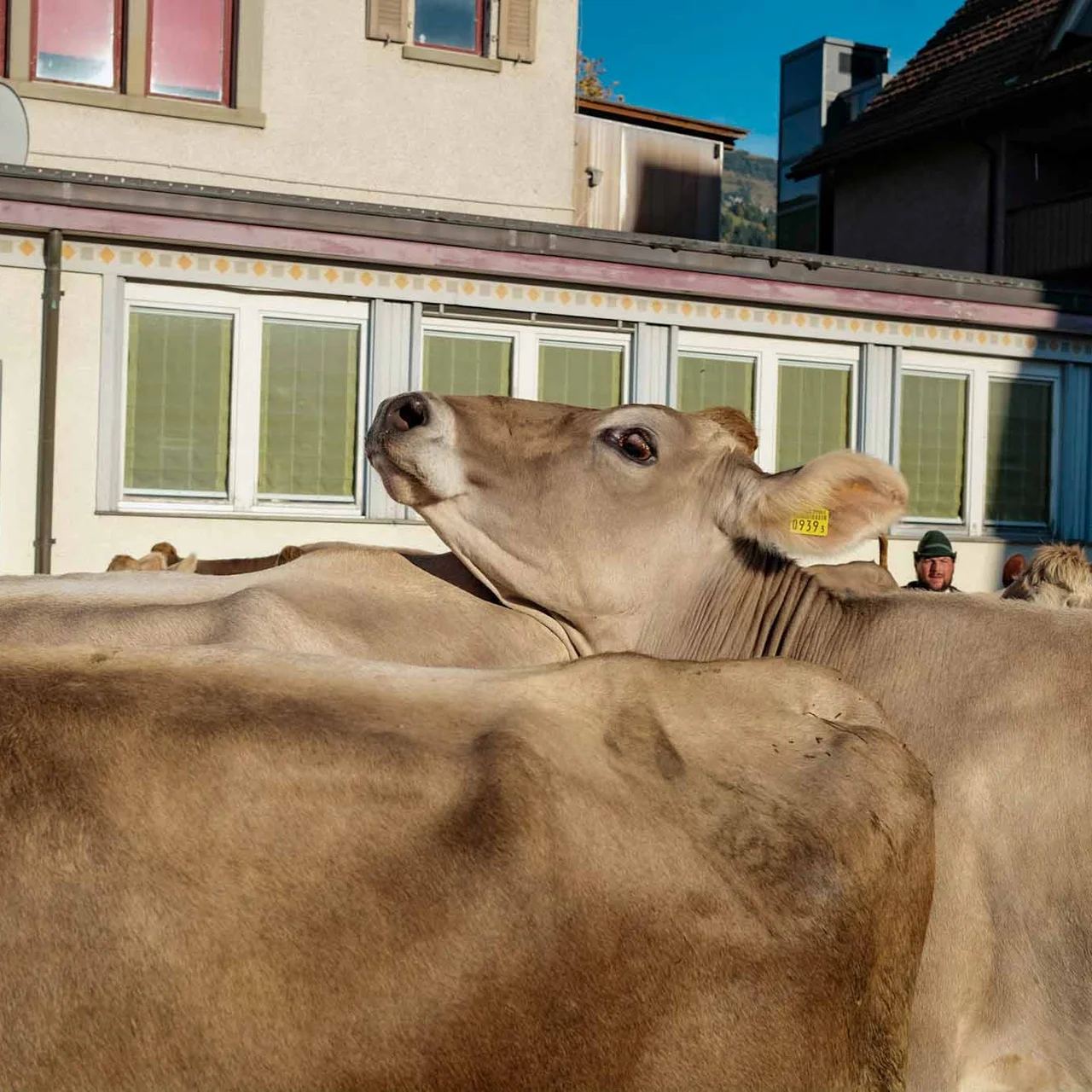 2022 Toggenburg Viehschau Archiv – Foto 30