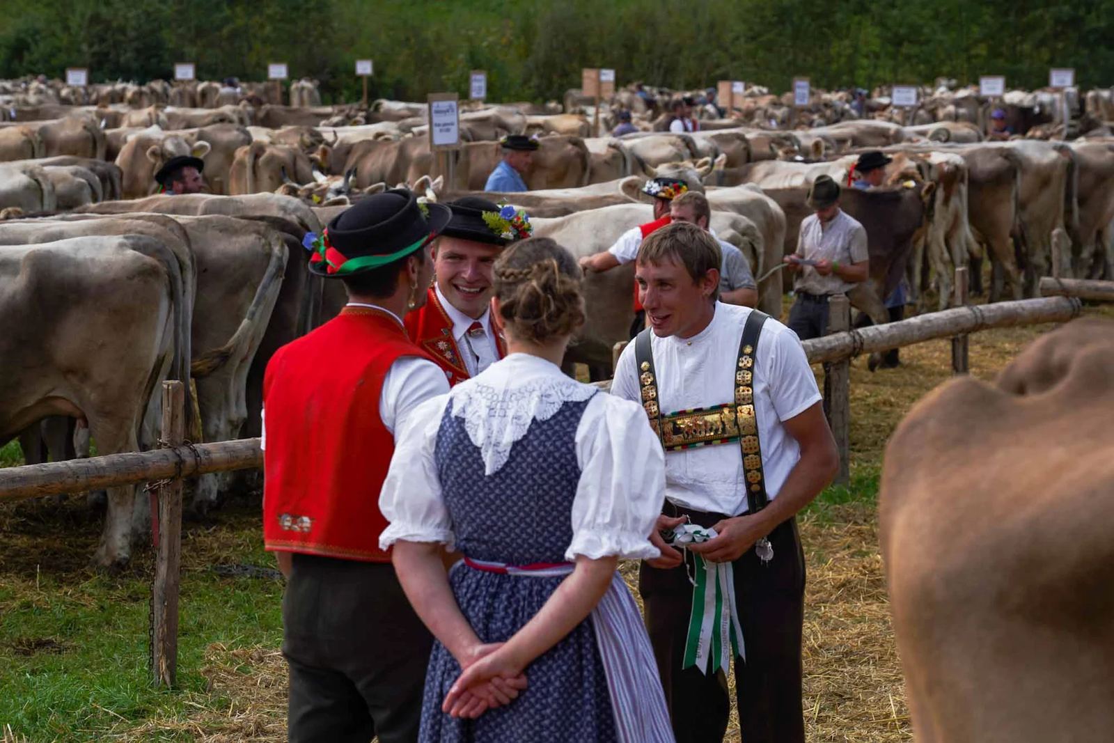 2023 Toggenburg Viehschau Archiv – Foto 1
