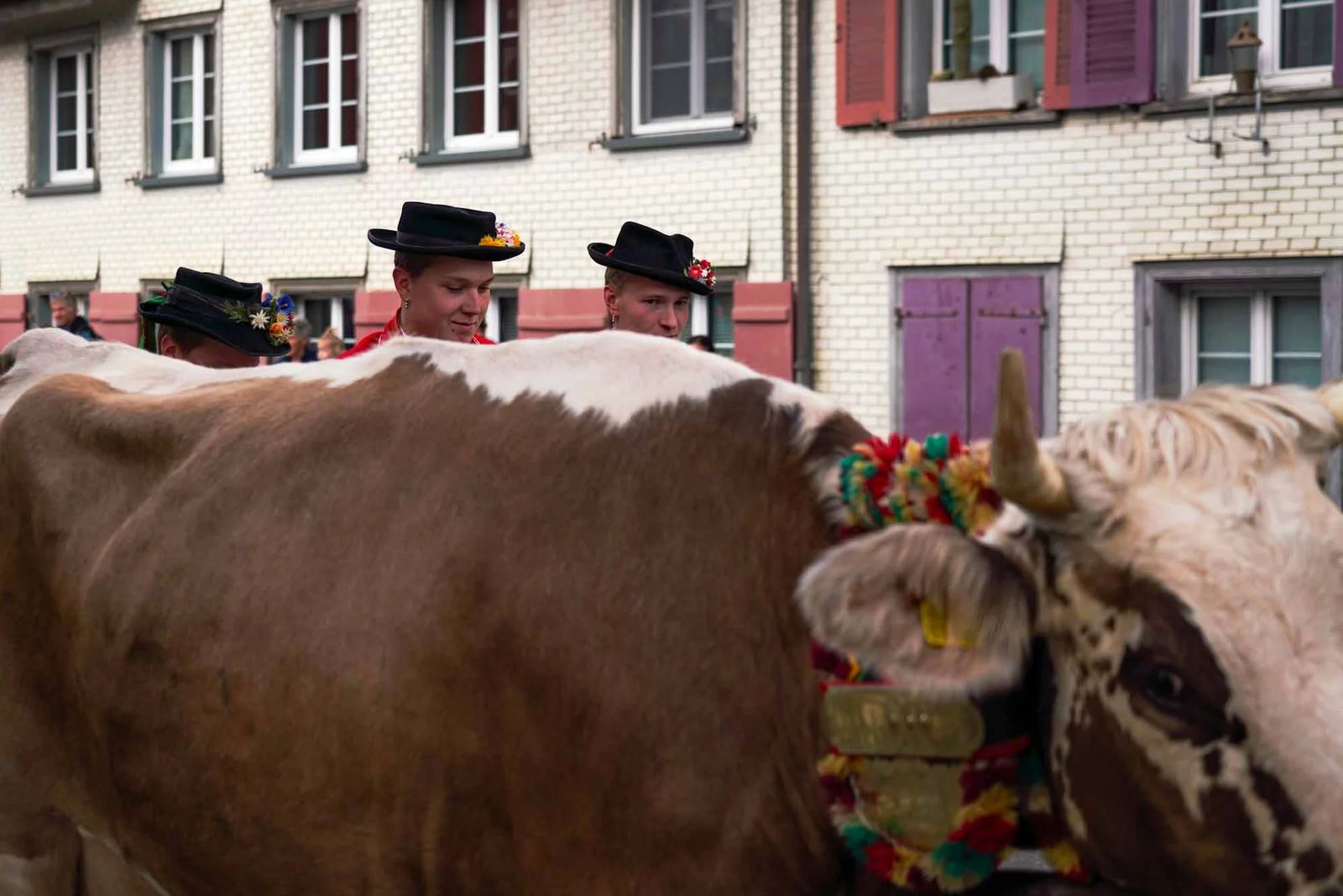 2023 Toggenburg Viehschau Archiv – Foto 11