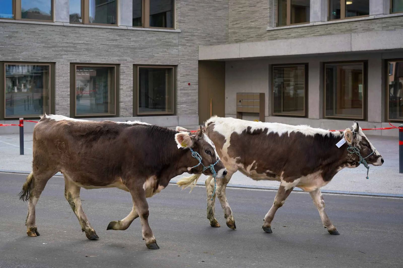 2023 Toggenburg Viehschau Archiv – Foto 18