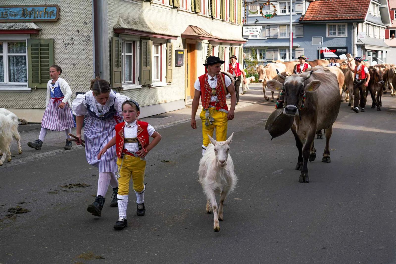 2023 Toggenburg Viehschau Archiv – Foto 28