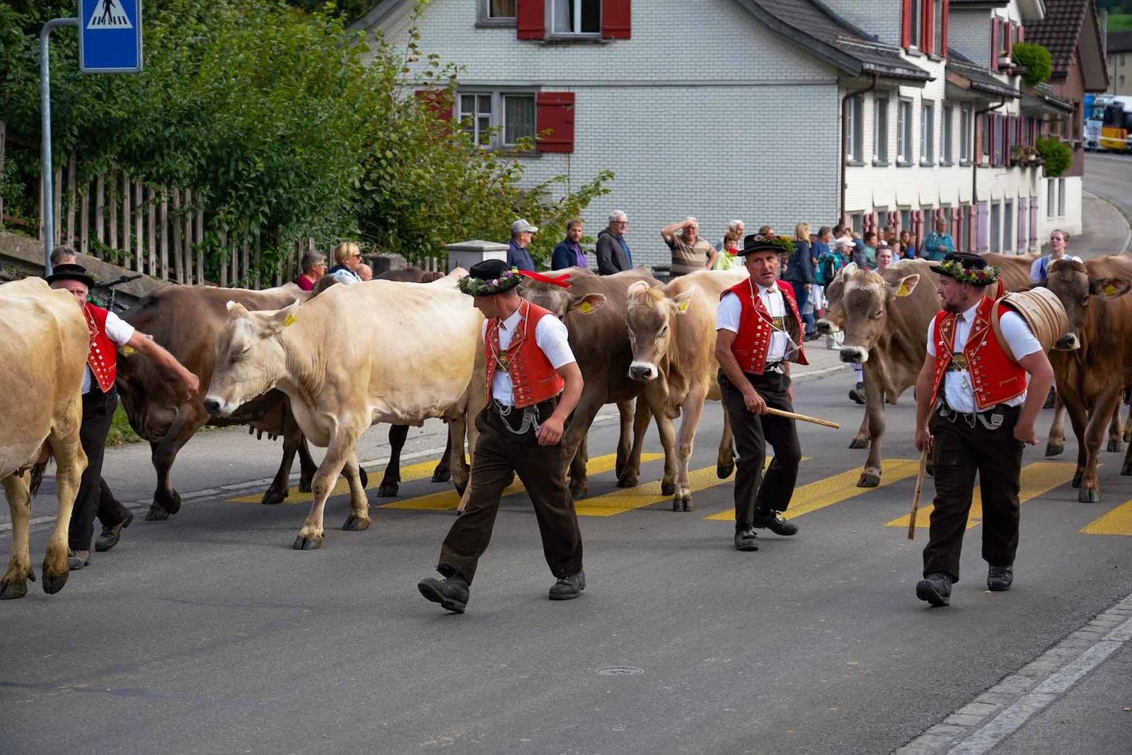 2023 Toggenburg Viehschau Archiv – Foto 43