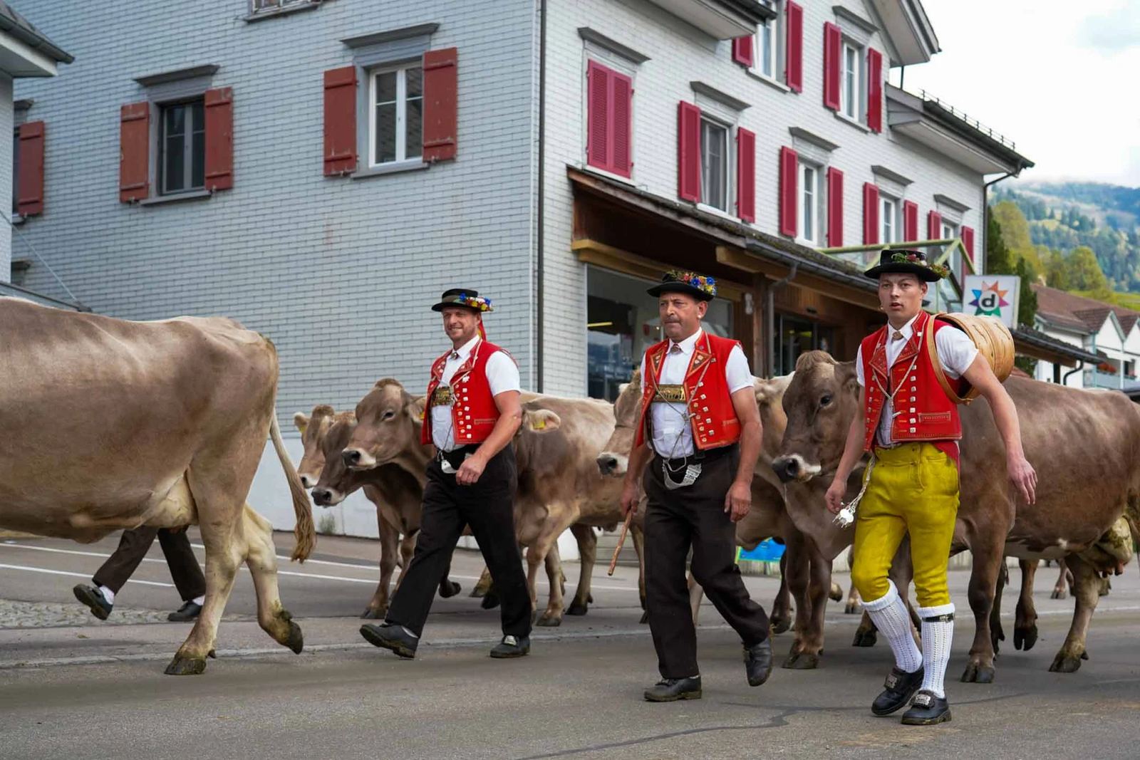 2023 Toggenburg Viehschau Archiv – Foto 60