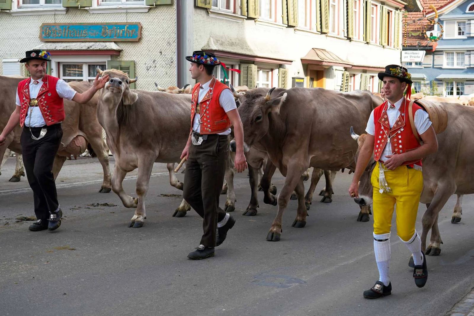 2023 Toggenburg Viehschau Archiv – Foto 66