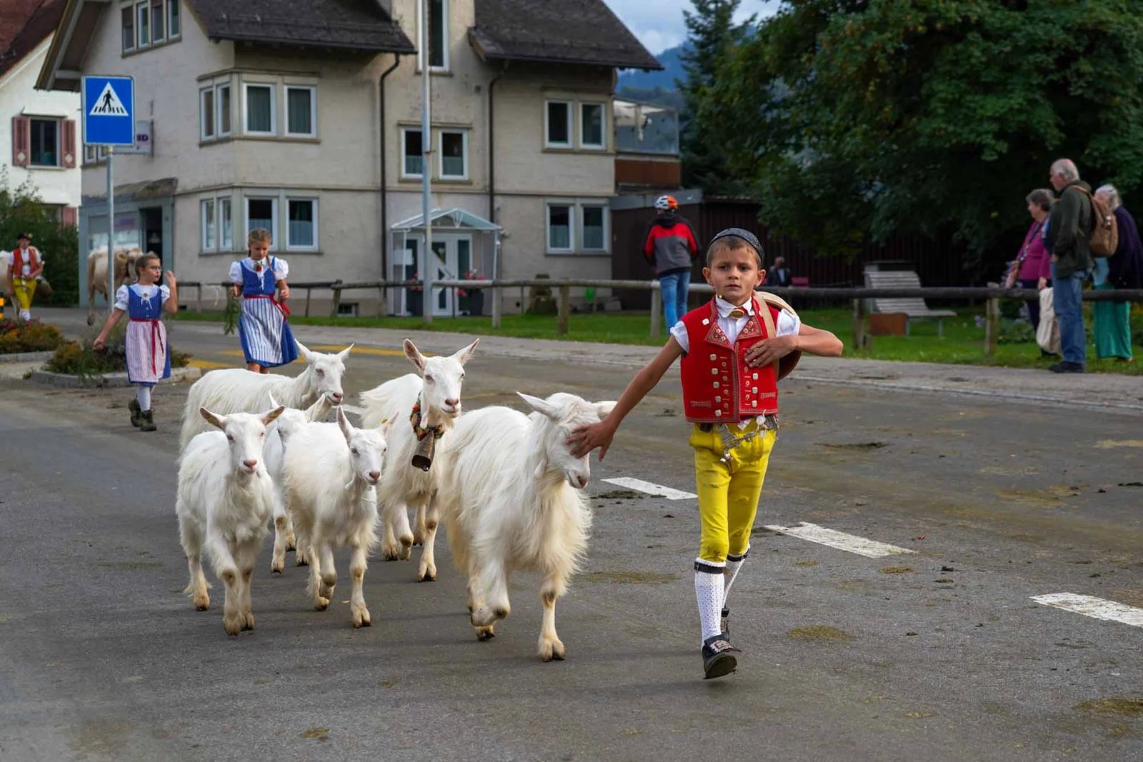 2023 Toggenburg Viehschau Archiv – Foto 71
