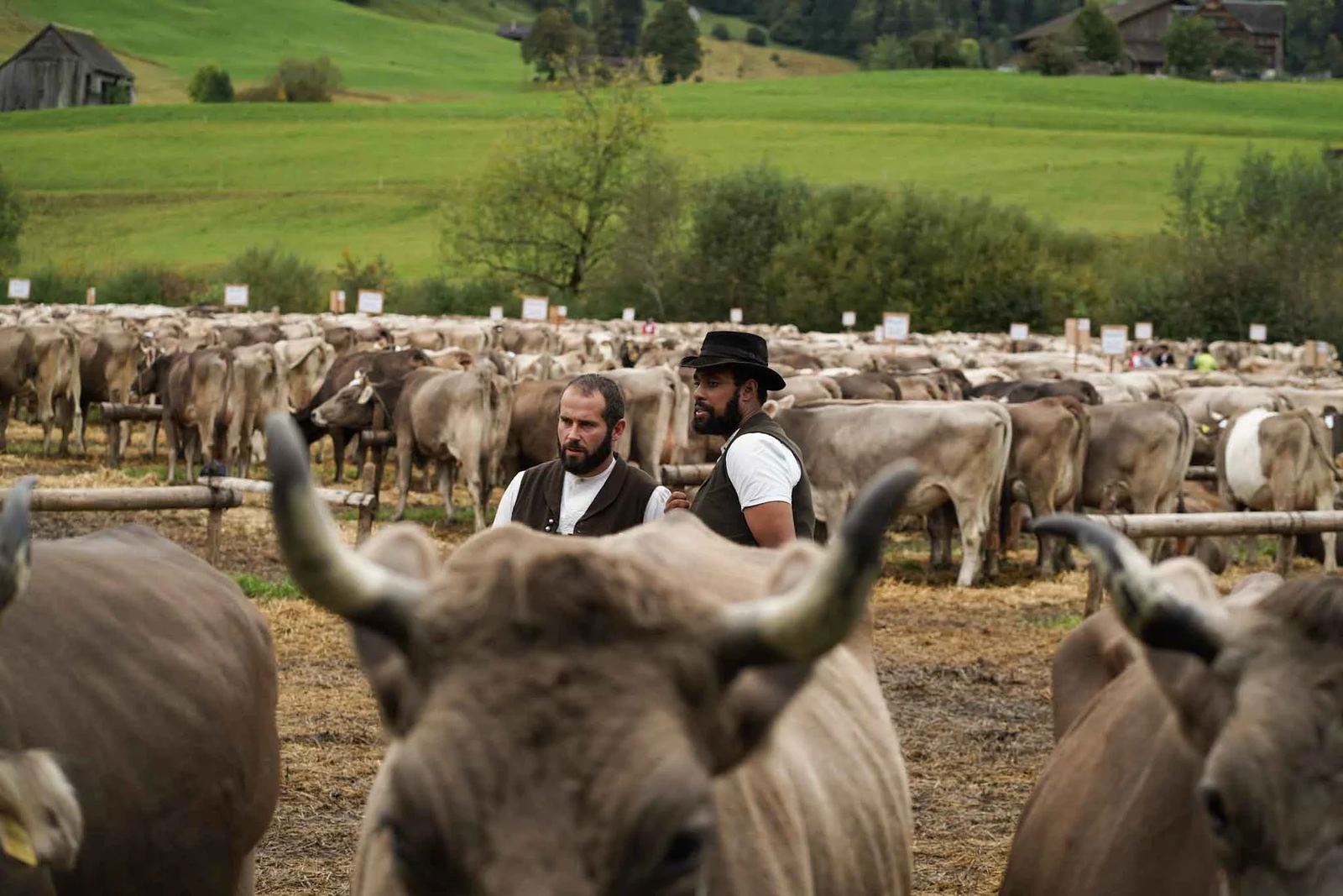 2024 Toggenburg Viehschau Archiv – Foto 11