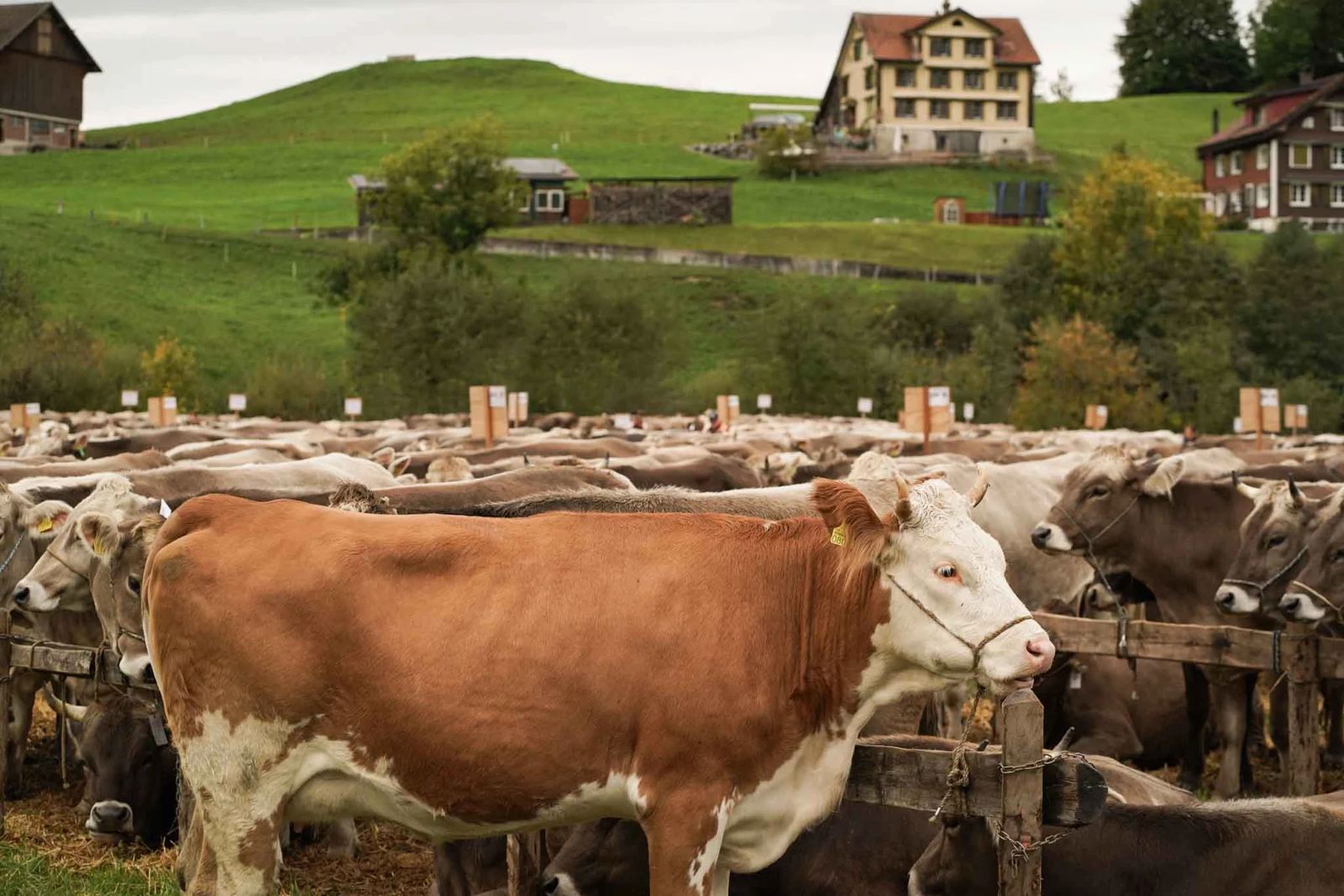2024 Toggenburg Viehschau Archiv – Foto 17