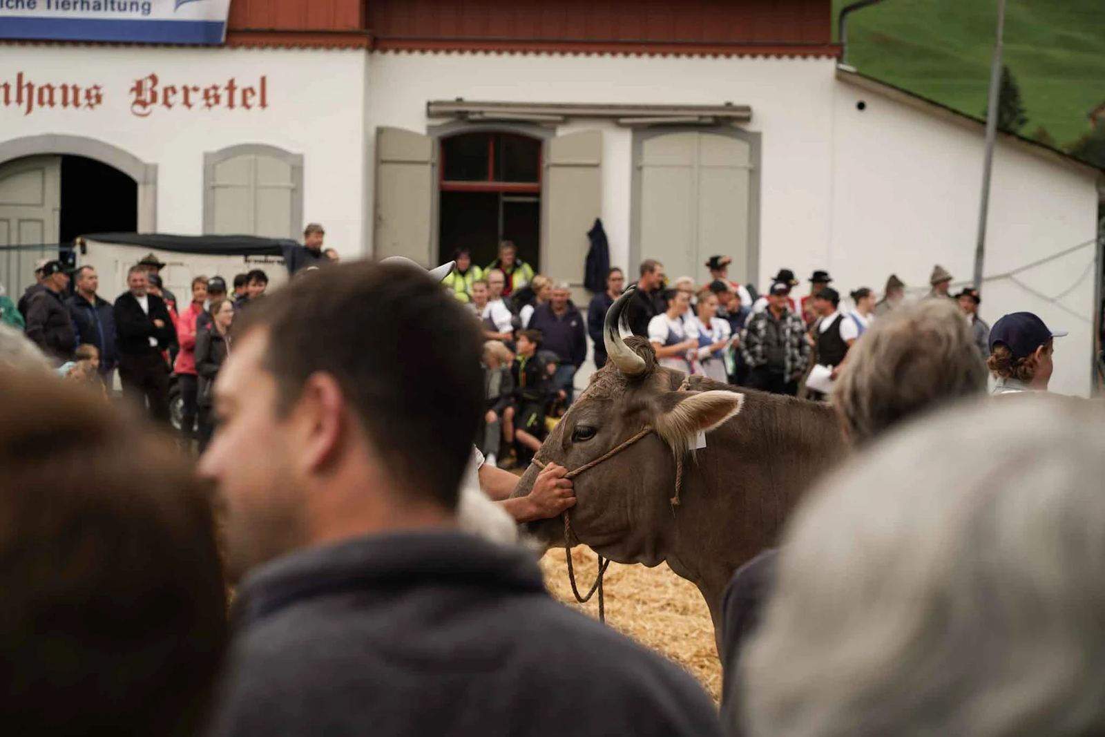 2024 Toggenburg Viehschau Archiv – Foto 25