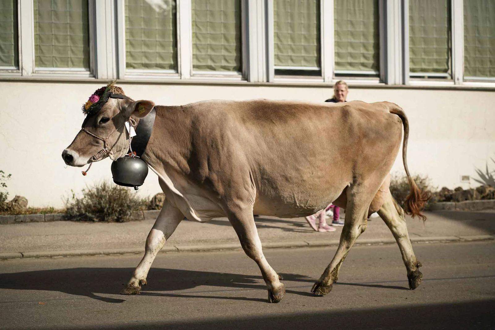 2024 Toggenburg Viehschau Archiv – Foto 35