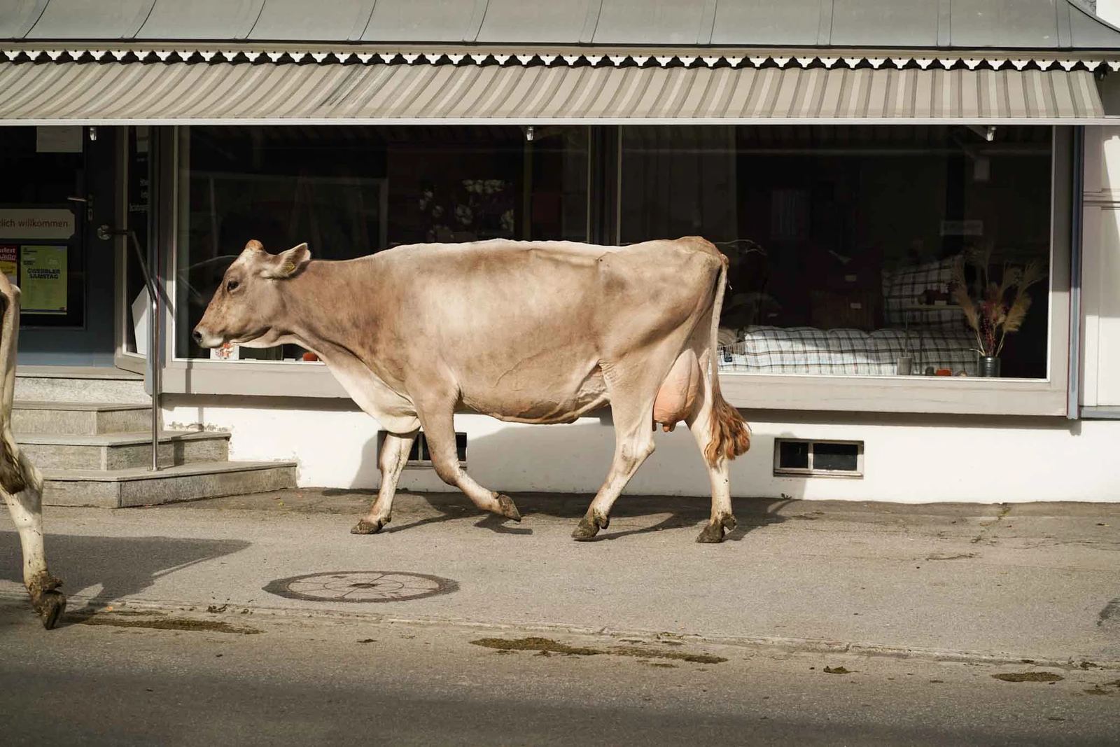 2024 Toggenburg Viehschau Archiv – Foto 67