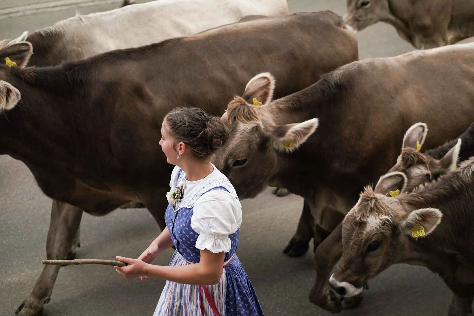 2024 Toggenburg Viehschau Archiv – Foto 85