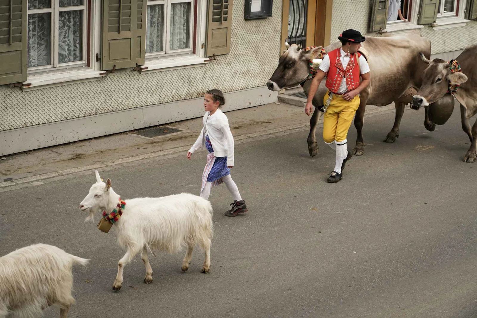 2024 Toggenburg Viehschau Archiv – Foto 89