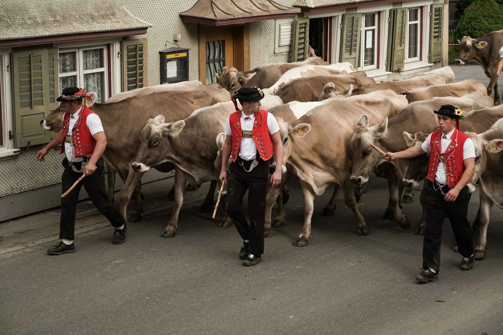 2024 Toggenburg Viehschau Archiv – Foto 93