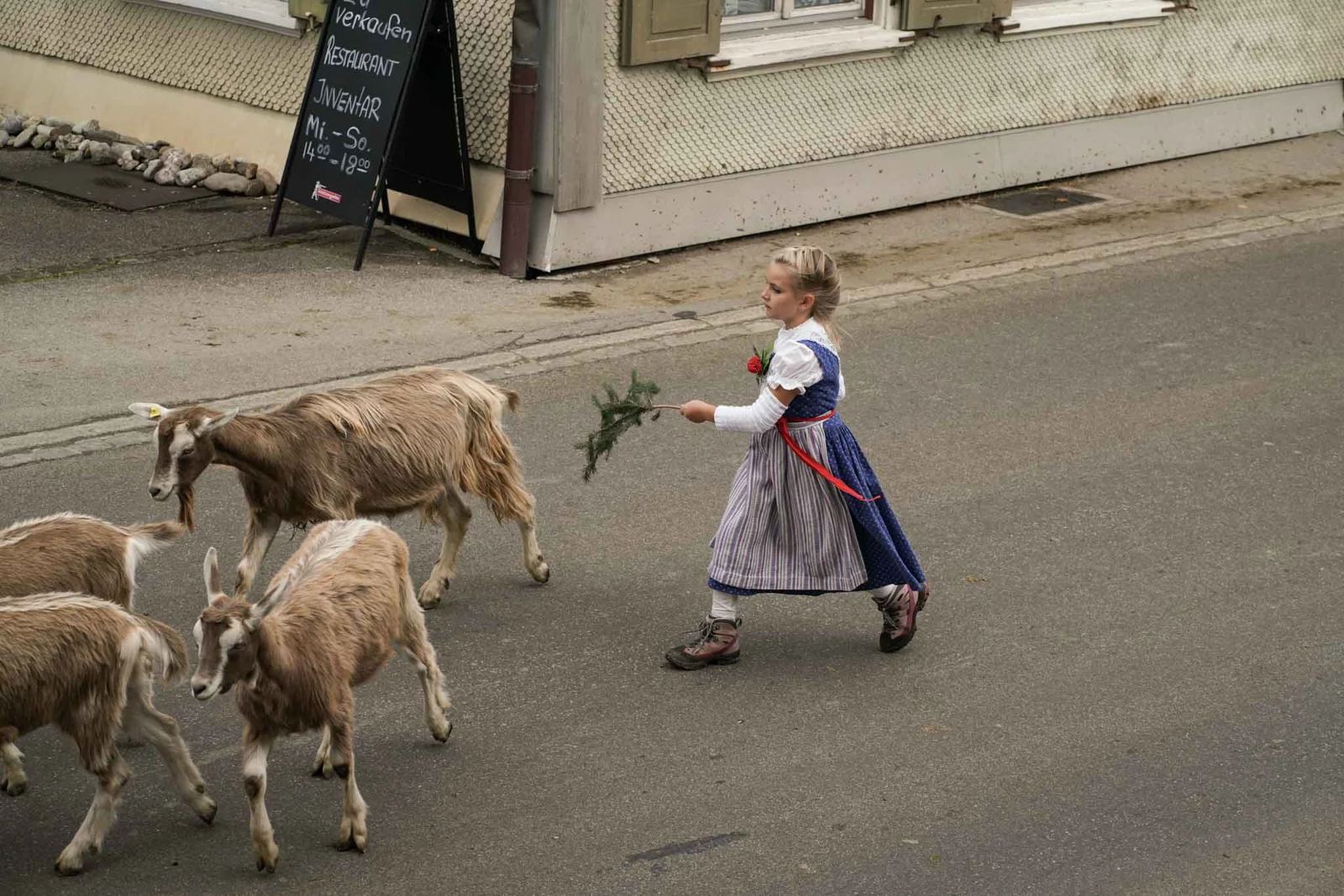2024 Toggenburg Viehschau Archiv – Foto 94