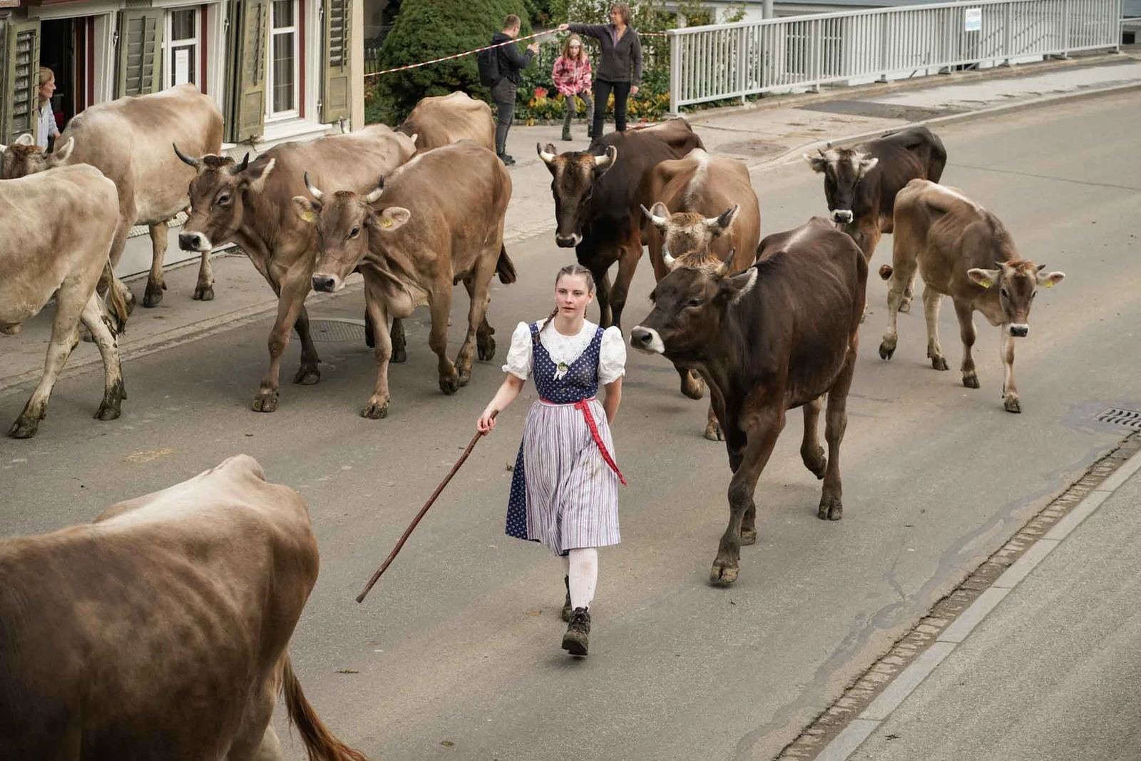 2024 Toggenburg Viehschau Archiv – Foto 102