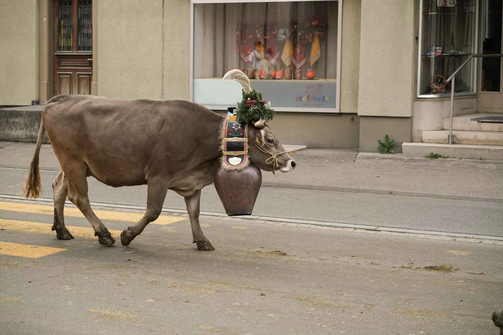 2024 Toggenburg Viehschau Archiv – Foto 136