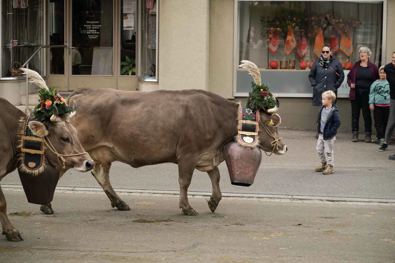 2024 Toggenburg Viehschau Archiv – Foto 139