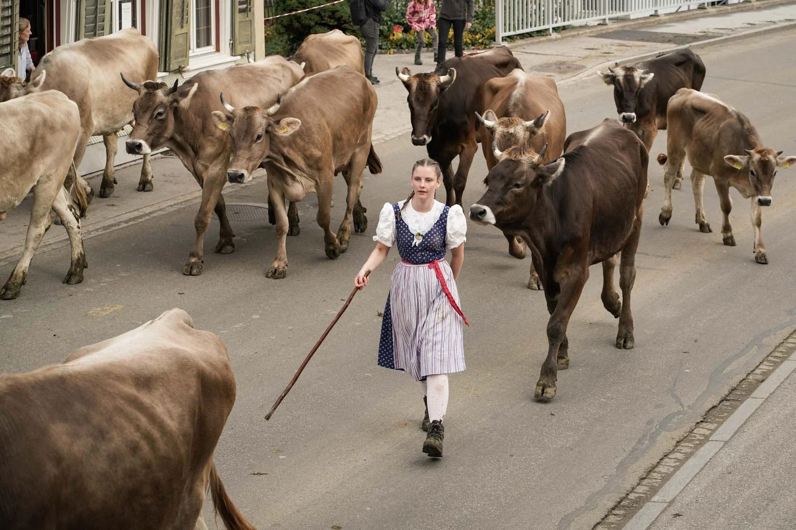 2024 Toggenburg Viehschau Archiv – Foto 155