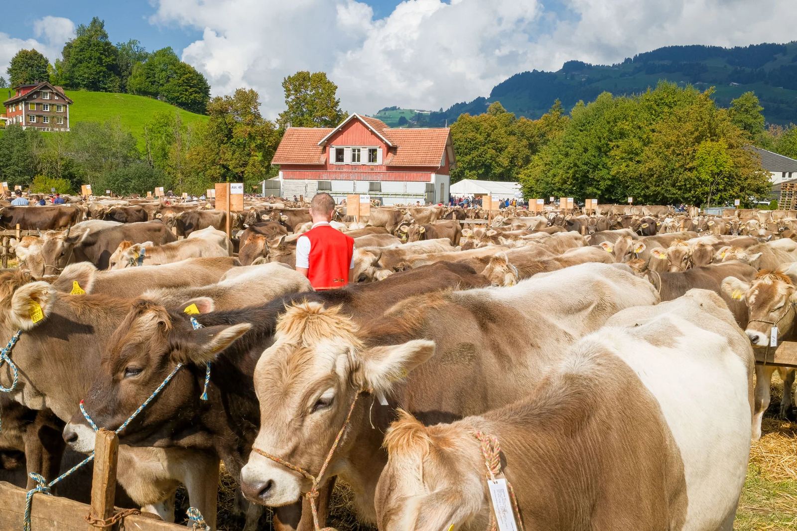 2025 Toggenburg Viehschau Archiv – Foto 10