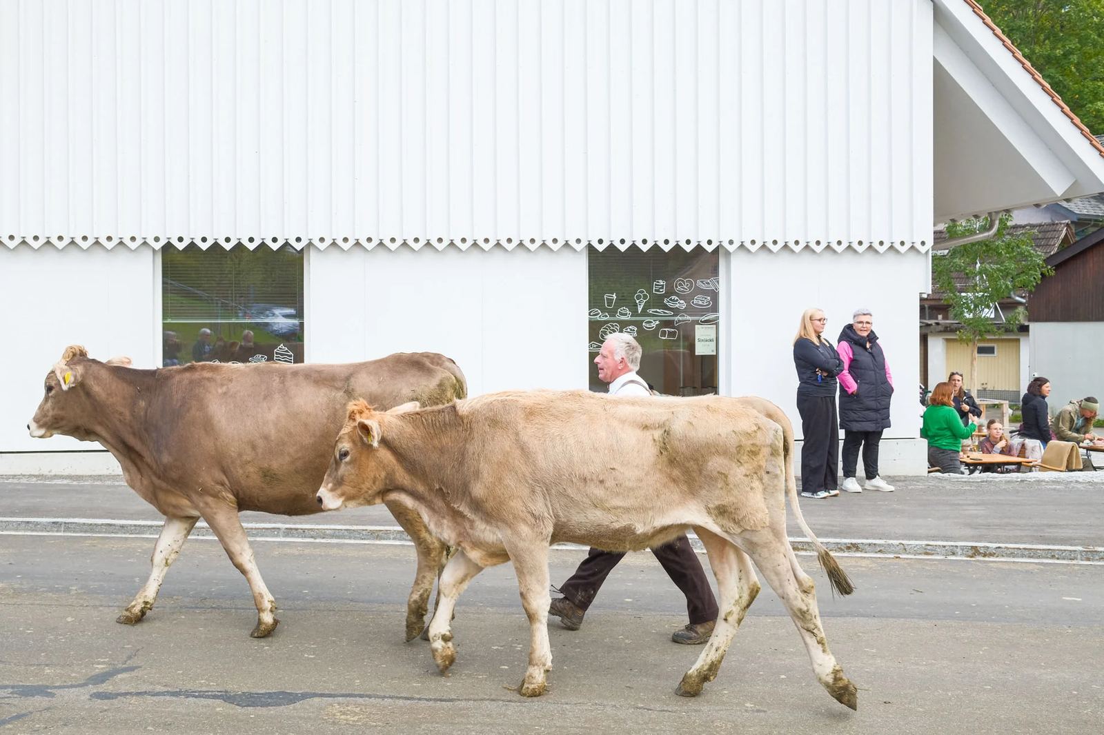 2025 Toggenburg Viehschau Archiv – Foto 18