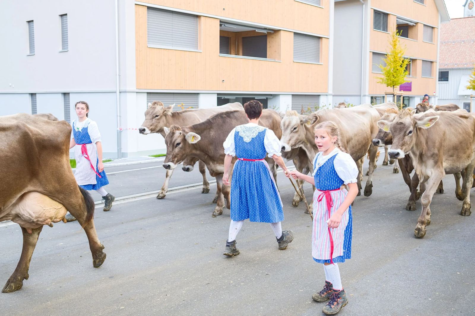 2025 Toggenburg Viehschau Archiv – Foto 35