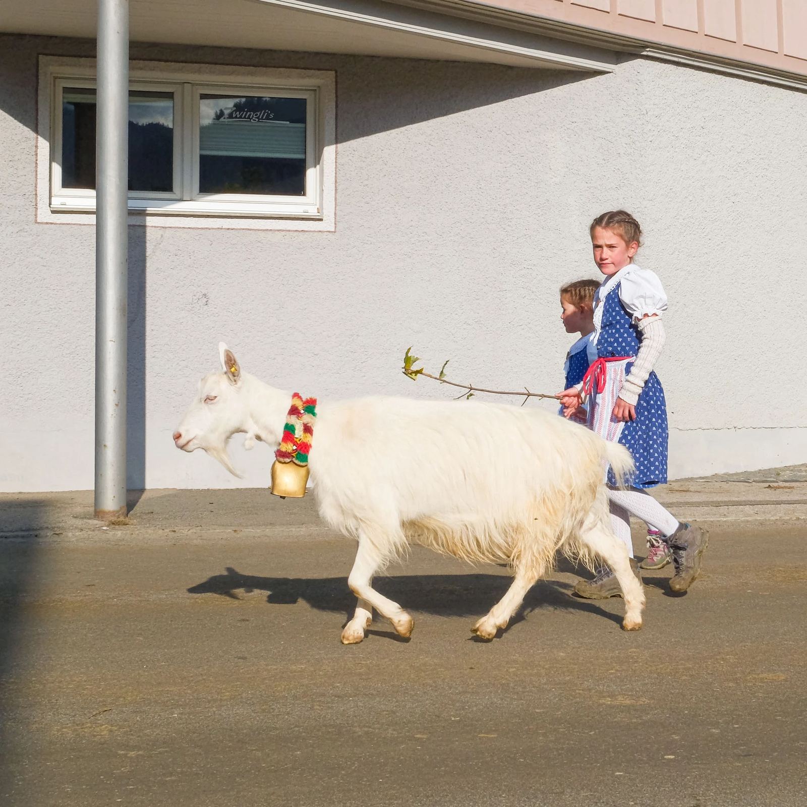 2025 Toggenburg Viehschau Archiv – Foto 76