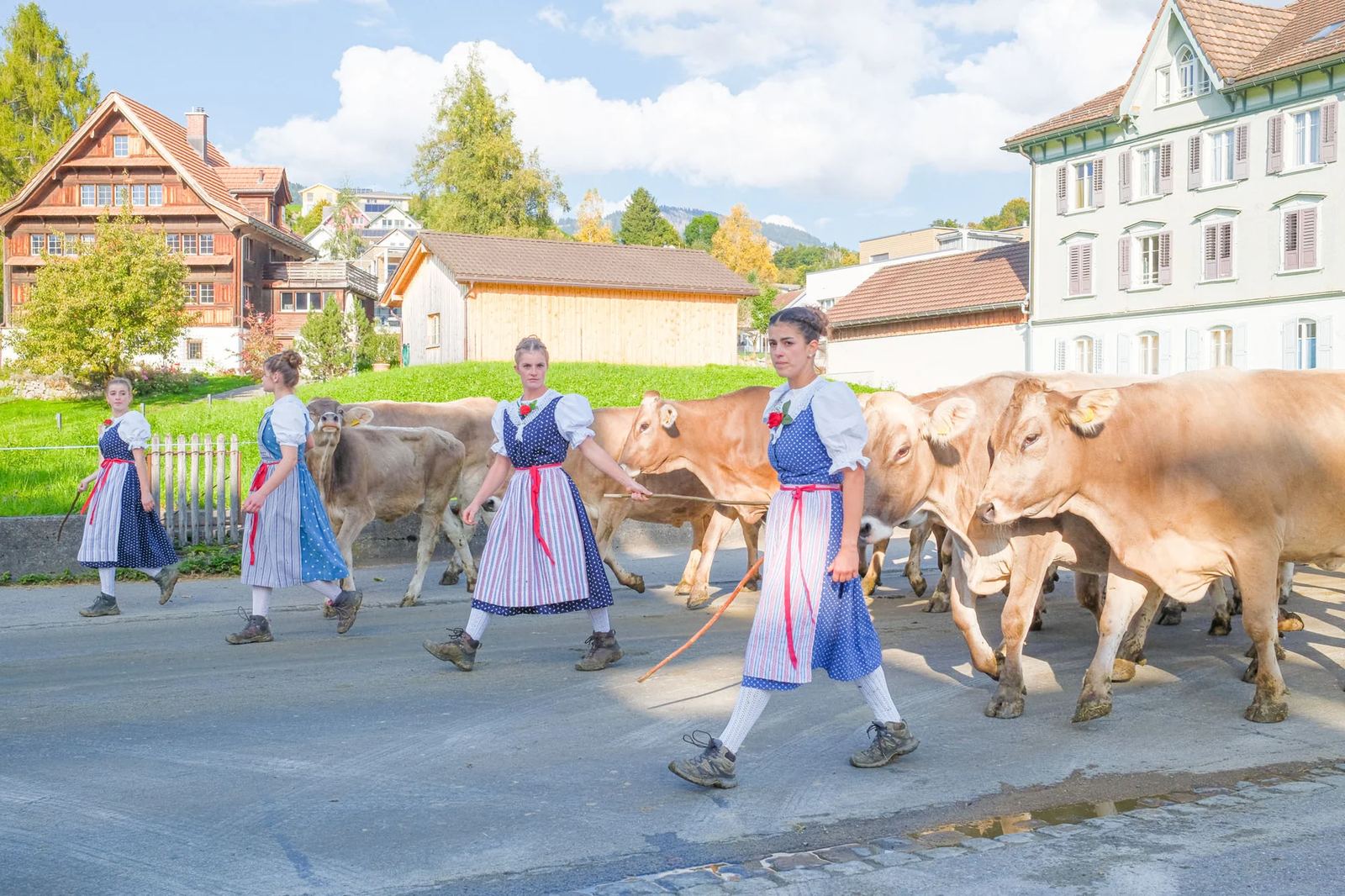 2025 Toggenburg Viehschau Archiv – Foto 94
