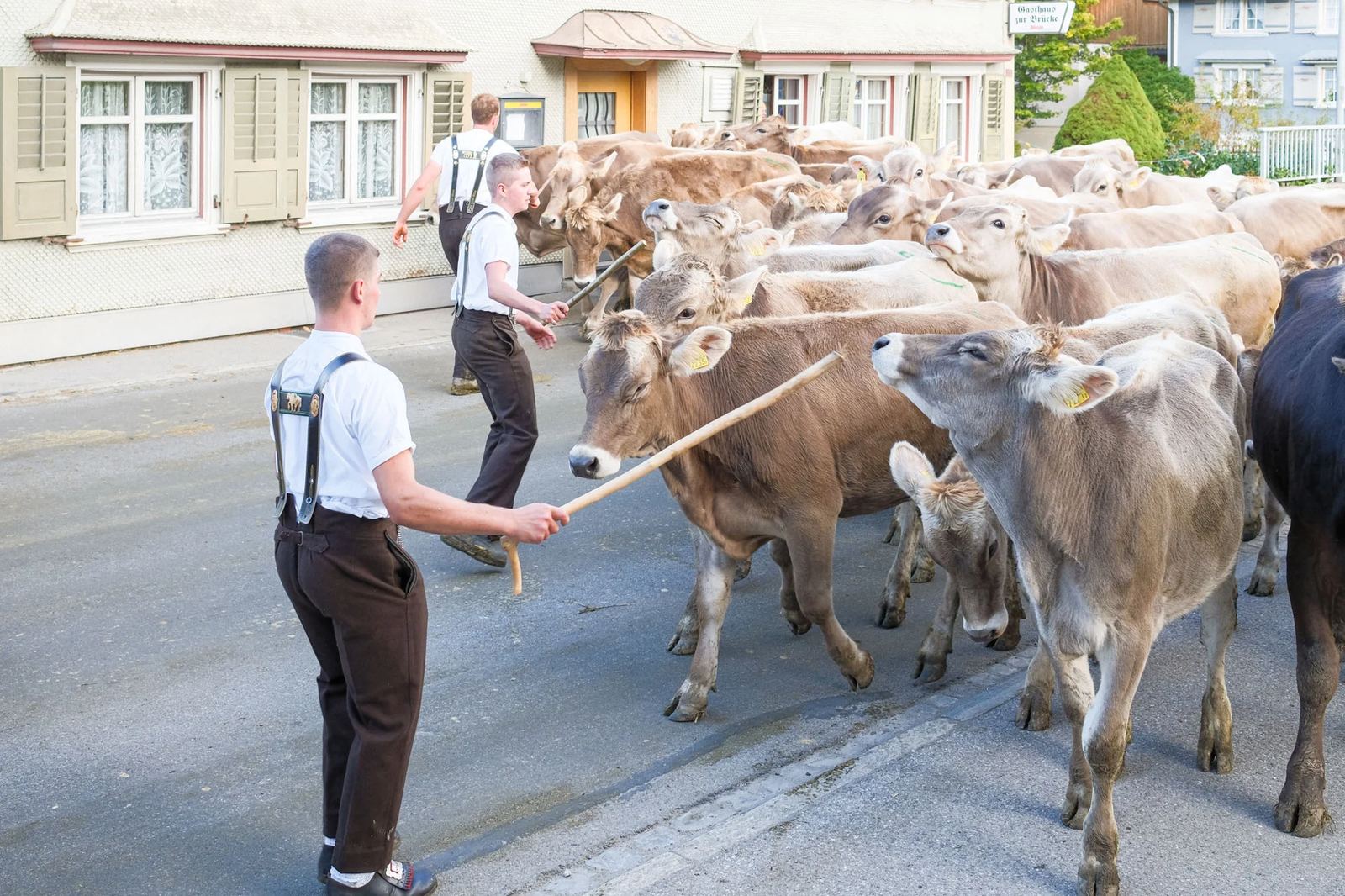 2025 Toggenburg Viehschau Archiv – Foto 114