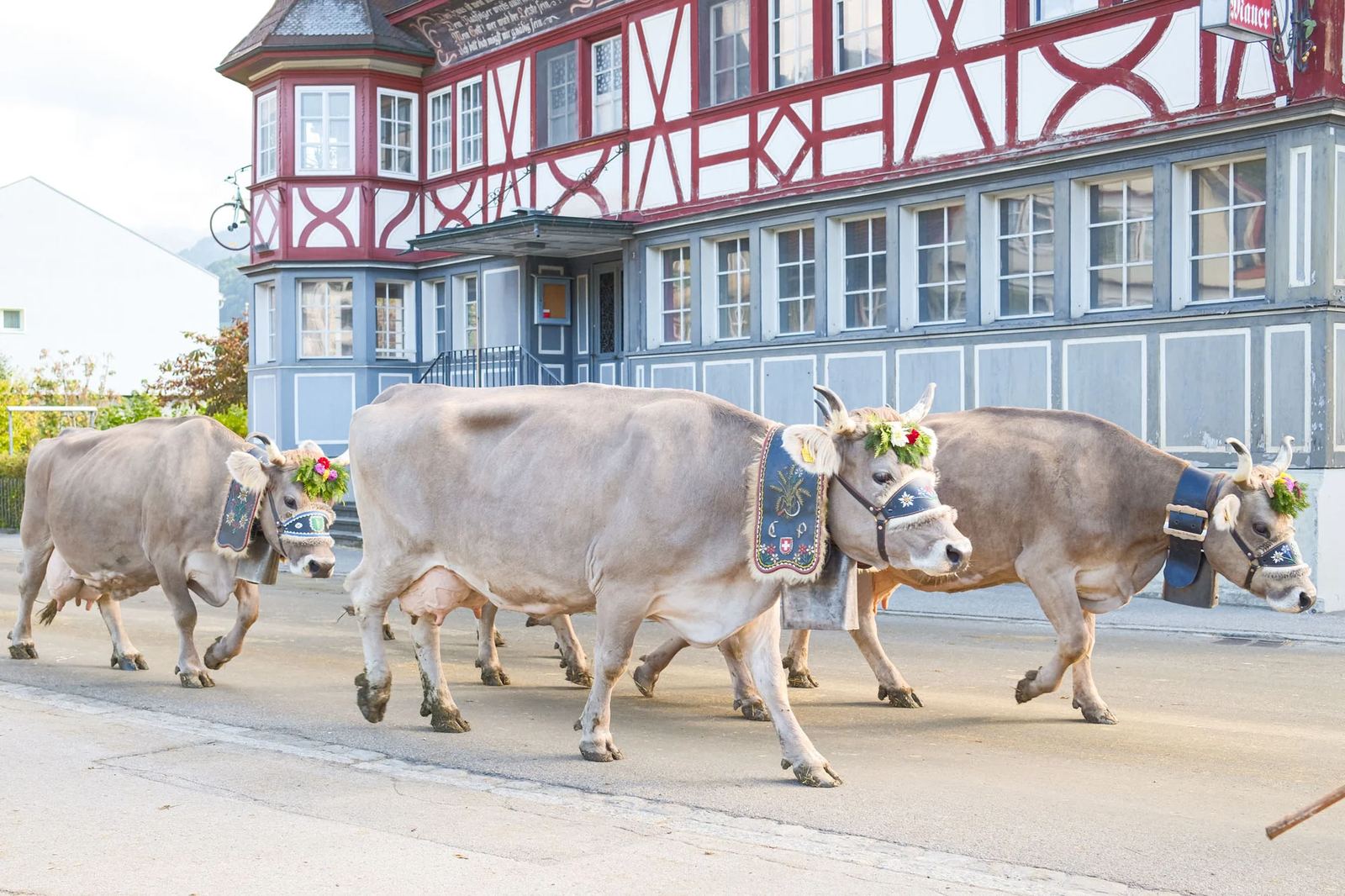 2025 Toggenburg Viehschau Archiv – Foto 128