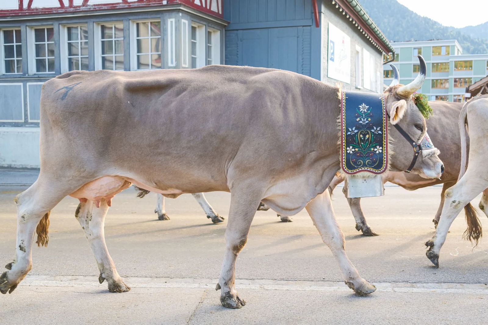 2025 Toggenburg Viehschau Archiv – Foto 131