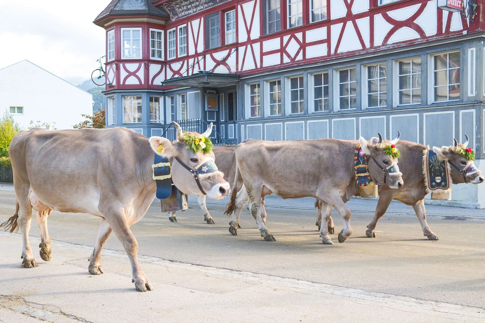 2025 Toggenburg Viehschau Archiv – Foto 133