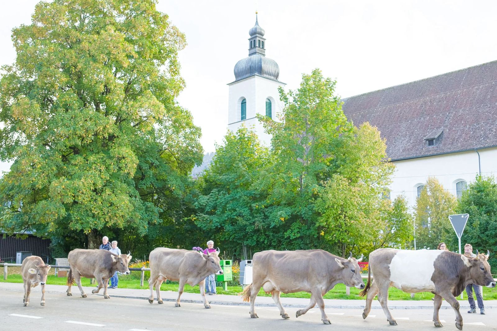 2025 Toggenburg Viehschau Archiv – Foto 141