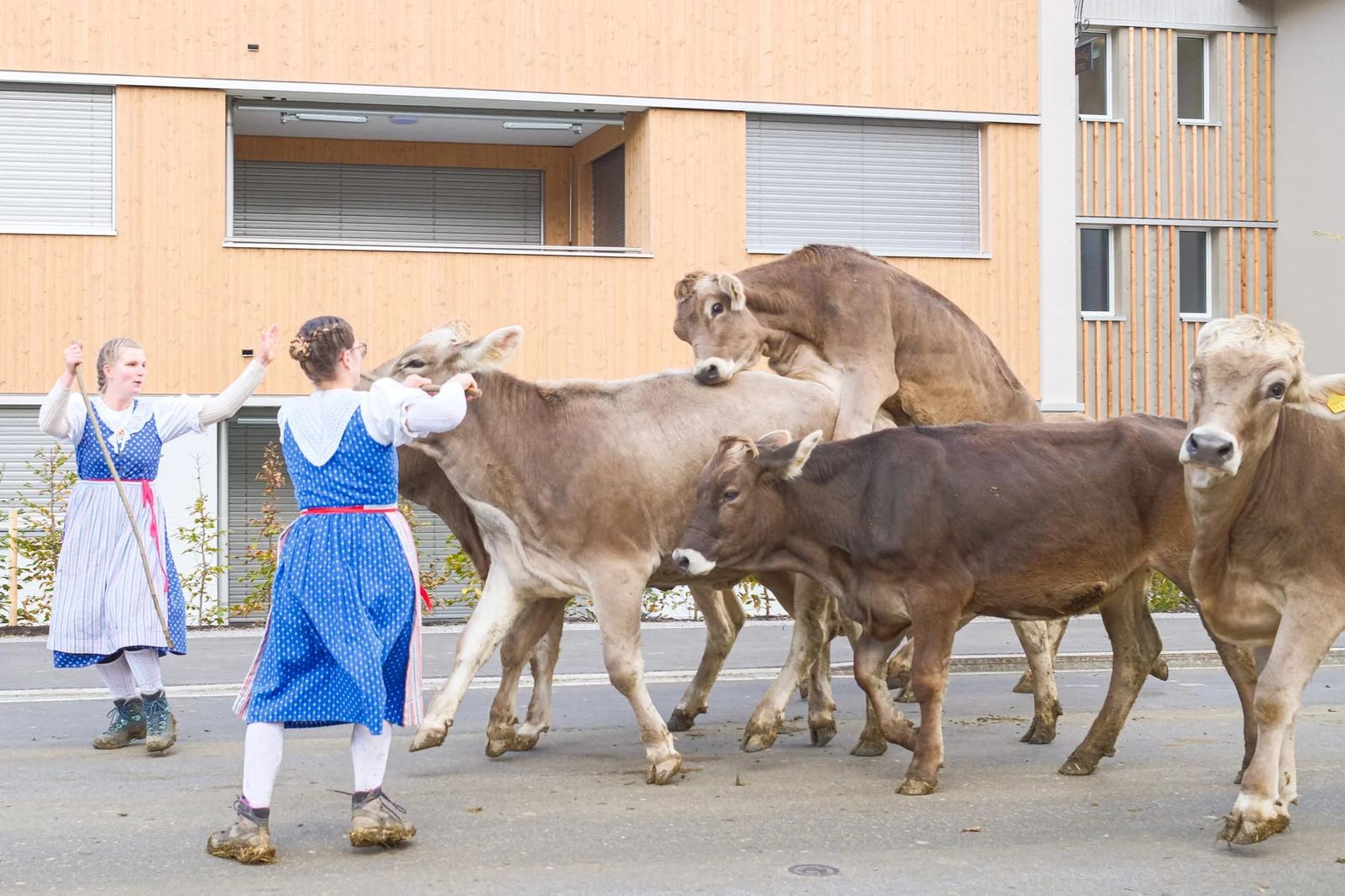 2025 Toggenburg Viehschau Archiv – Foto 156