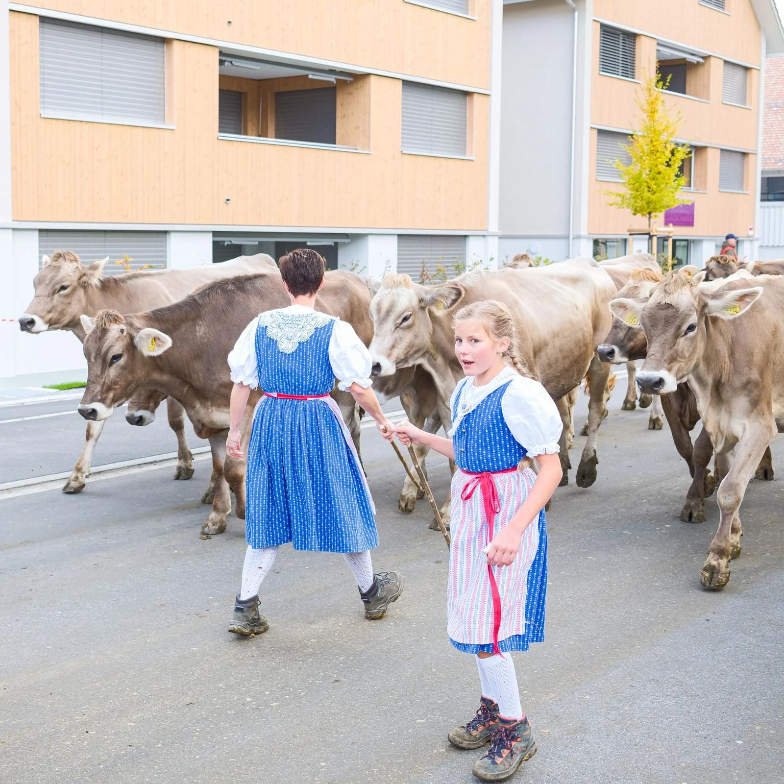 2025 Toggenburg Viehschau Archiv – Foto 157