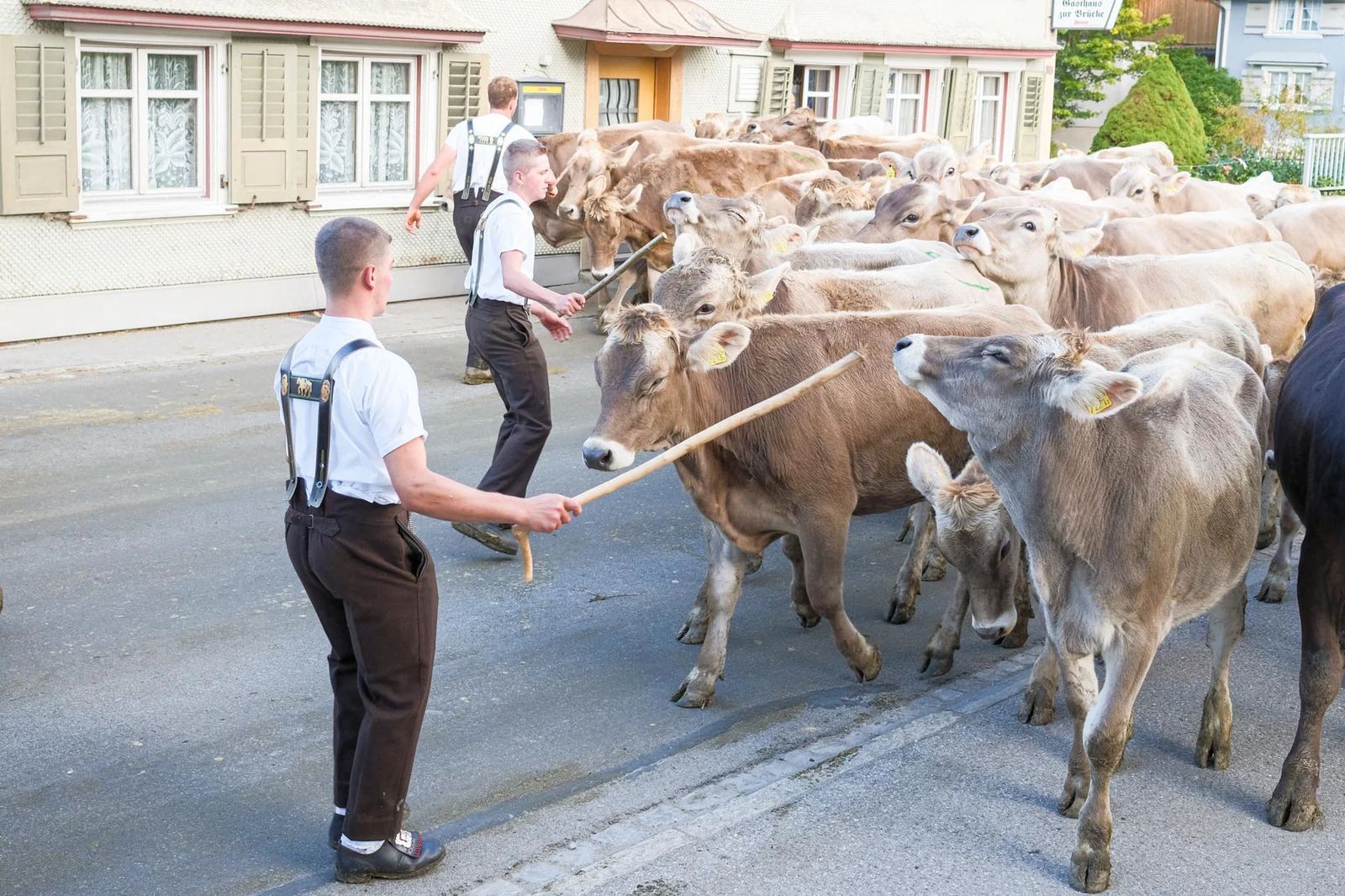 2025 Toggenburg Viehschau Archiv – Foto 172