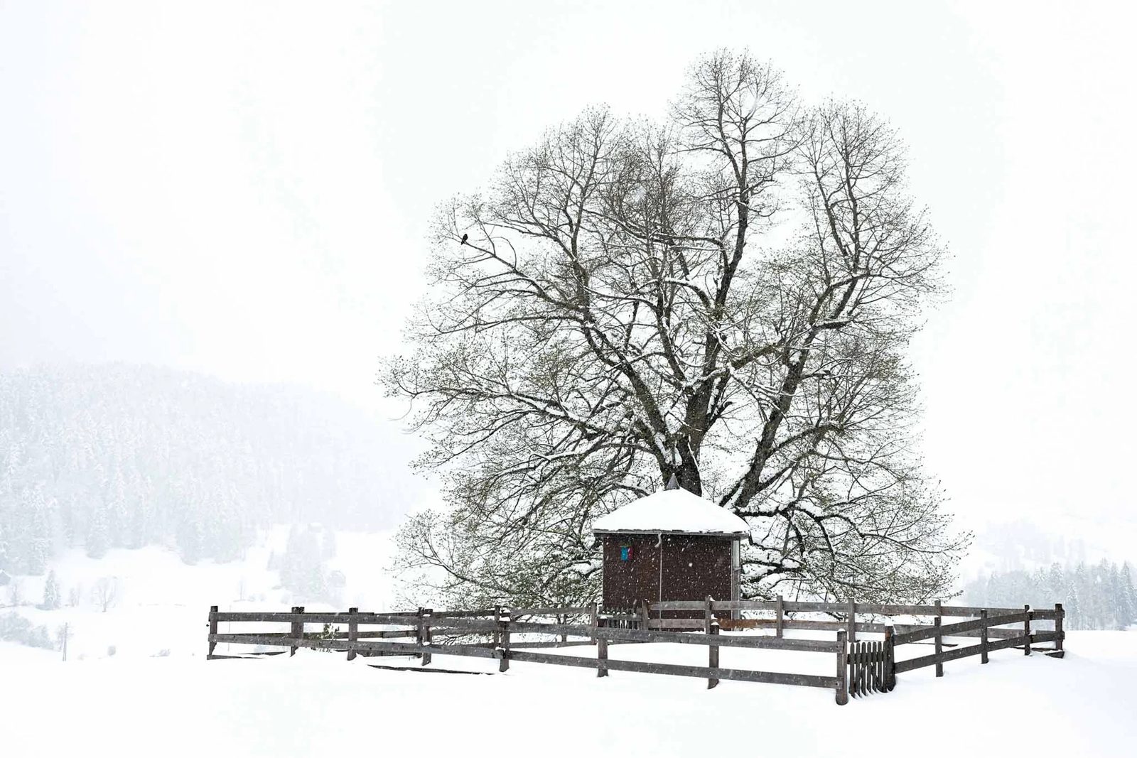Foto der Woche aus dem Toggenburg – 9