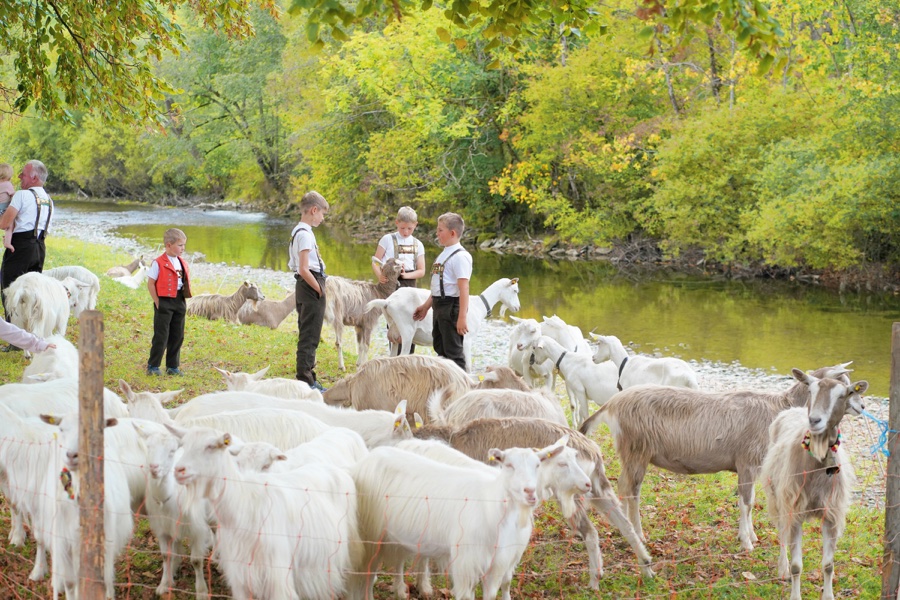 Children in traditional dress stand among white and brown goats in a meadow by the river.
