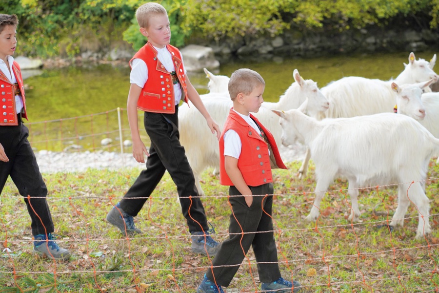Children wearing red traditional waistcoats walk past white goats behind a pasture fence.