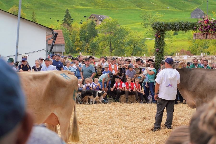 View between cows and spectators into a straw-covered show ring.