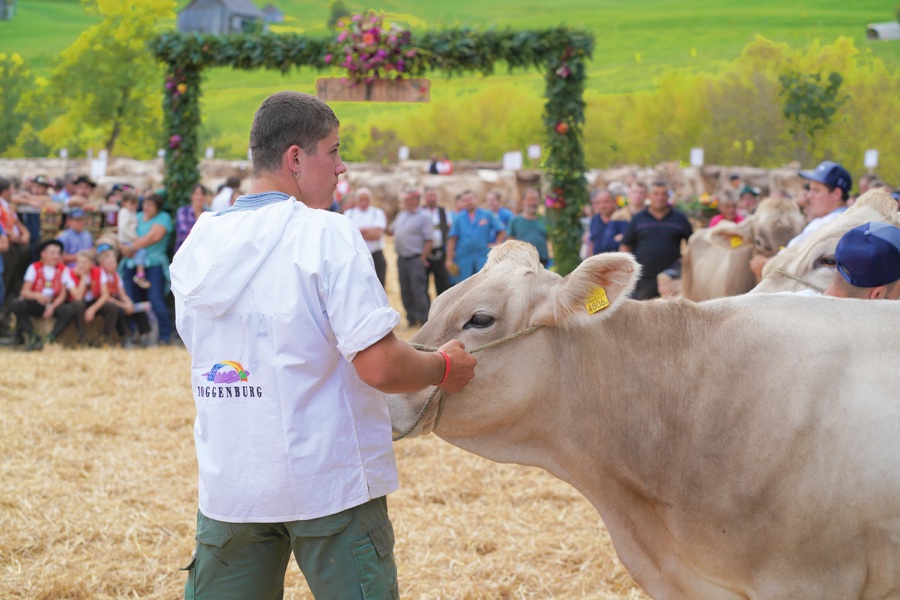 A young man in a white shirt holds a light-coloured cow by its halter.