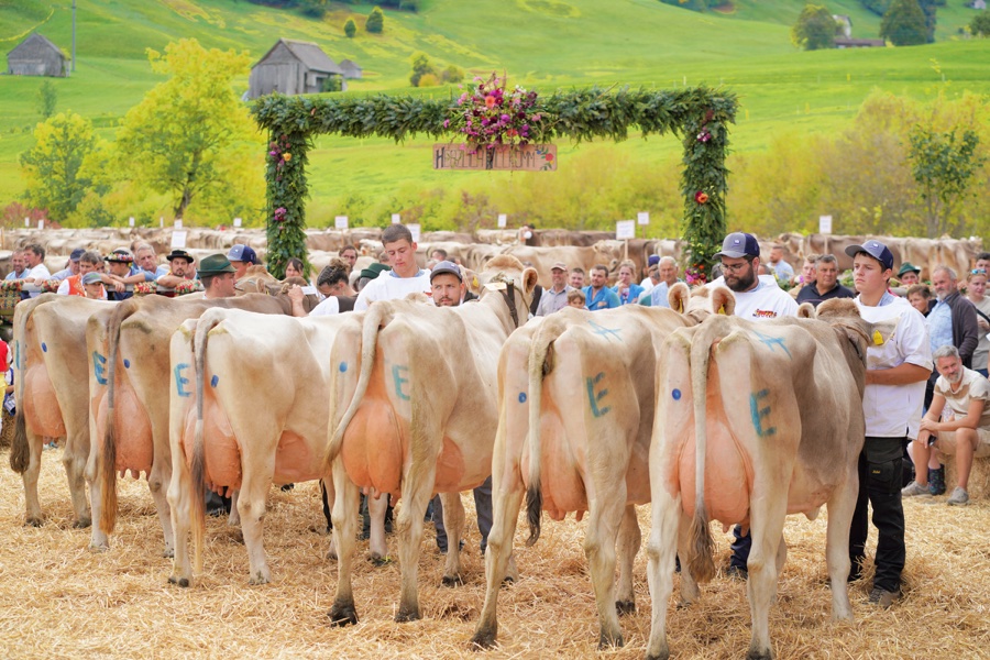 Rear view of a row of brown cows in front of spectators and a decorated arch.