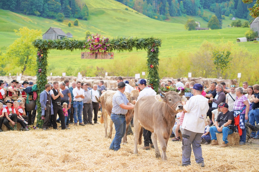 A brown cow with its handler in front of a group of spectators and green hills.