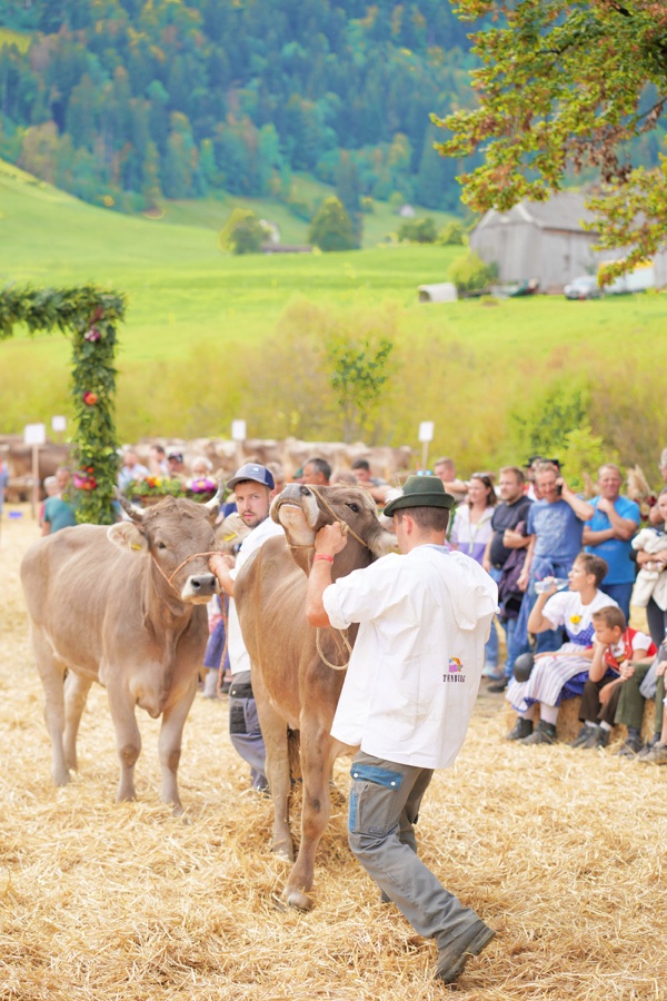 A man in a white shirt with a cow in the straw-covered ring in front of spectators.