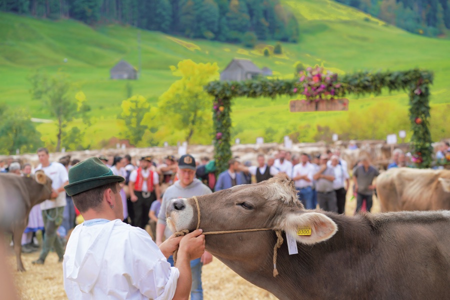 A young man wearing a dark hat holds a brown cow by its halter.