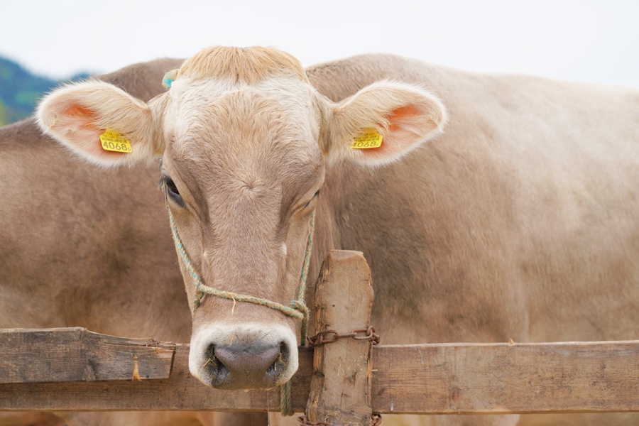 A light-brown cow wearing a halter looks towards the camera over a wooden fence.