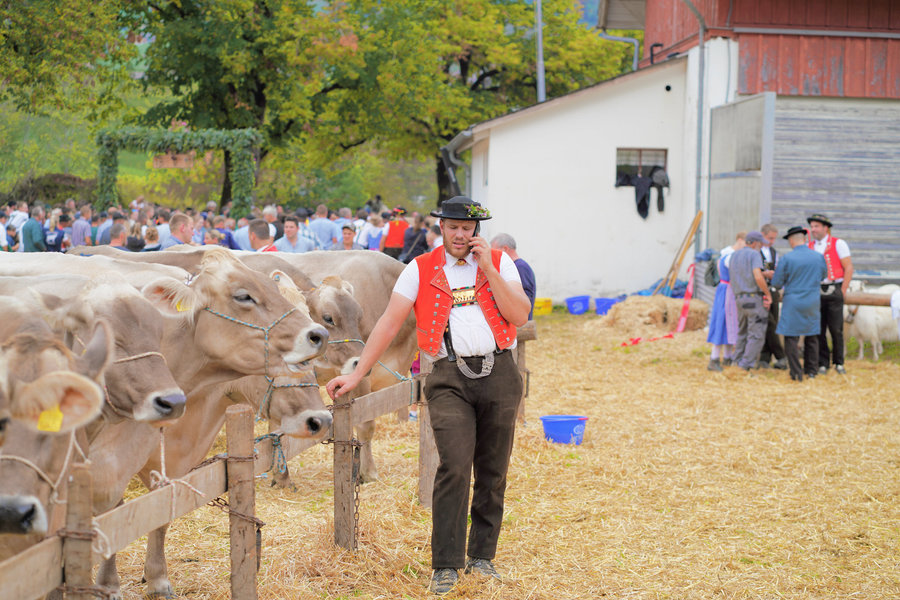 A herdsman in a red traditional waistcoat and decorated hat talks on the phone beside a row of brown cows on the straw-covered showground.