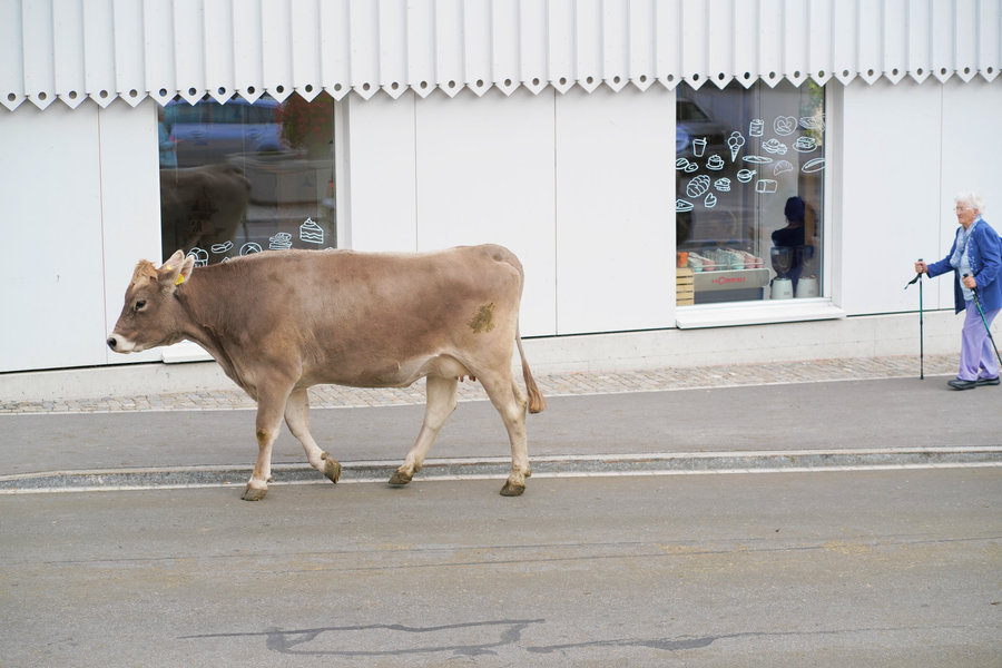 A brown cow on the street in front of a white facade and shop windows.