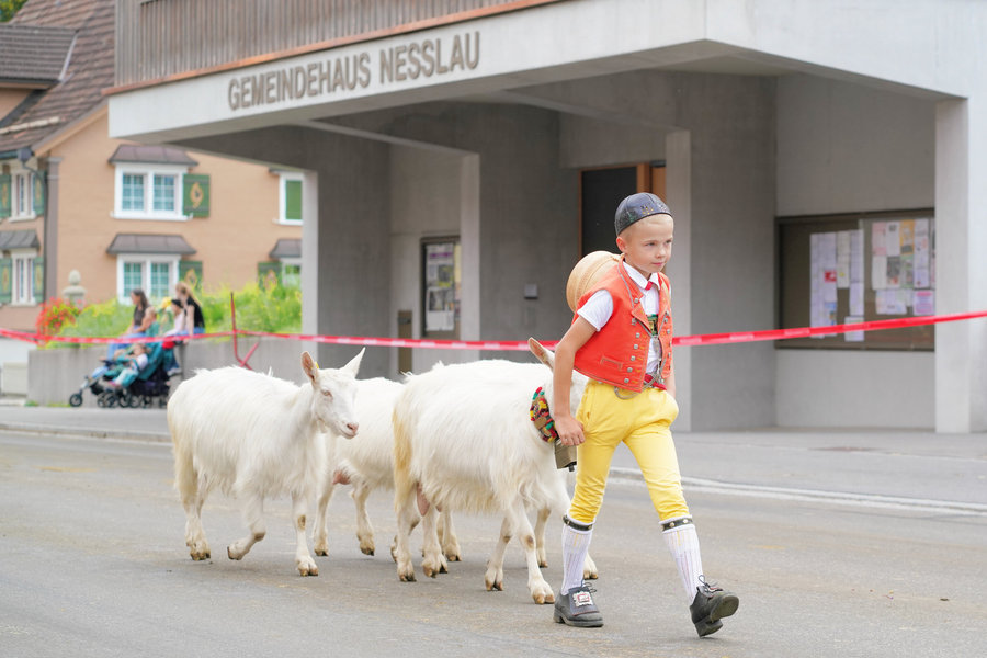 A child wearing a red waistcoat and yellow trousers leads white goats past Nesslau's municipal building.